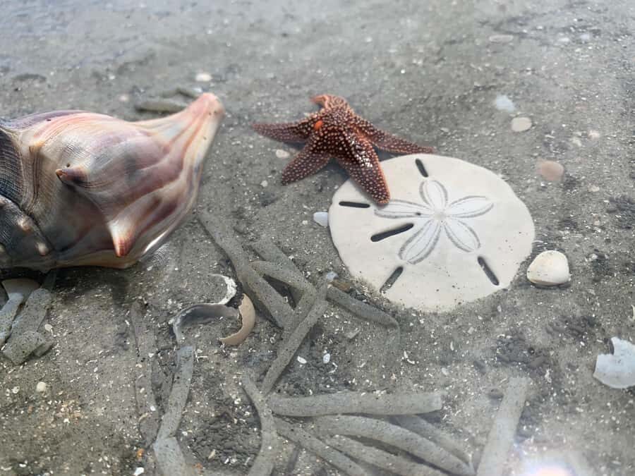 Charleston: Private Shark-tooth hunt and Lighthouse Viewing - What the Reviews Say