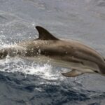 Charleston: Sightseeing Harbor Tour & Dolphin Watch - The Verdict: Who Should Book This?