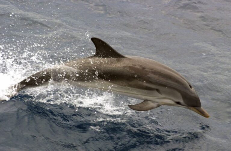 Charleston: Sightseeing Harbor Tour & Dolphin Watch - The Verdict: Who Should Book This?