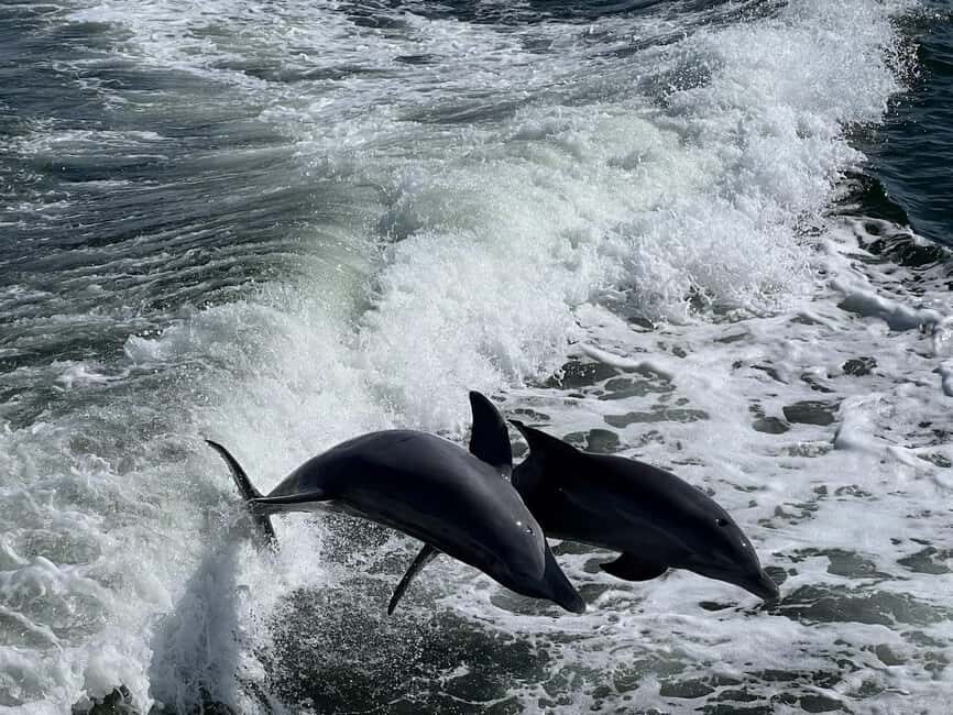 Charlotte Harbor: Dolphin Discovery Day Cruise - Wildlife and Scenic Views