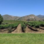 Chauffeured Adventure to Local San Diego Vineyards - Final Thoughts