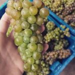 Chihuahua: Elemental Wine Experience with Tasting and Tour - The Experience’s Value and Suitability