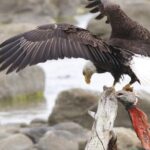 Chilkoot Wilderness and Wildlife Viewing - 6.5 hrs from Skagway - The Real Value: Is This Tour Worth It?