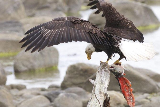 Chilkoot Wilderness and Wildlife Viewing - 6.5 hrs from Skagway - The Real Value: Is This Tour Worth It?