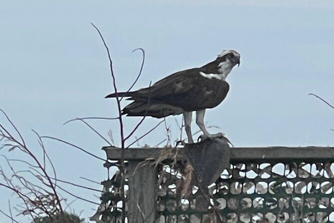 Chincoteague and Assateague Birdwatching Boat Tour - Analyzing the Value