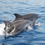 Chincoteague Dolphin Watching Boat Tour - The Pros and Cons