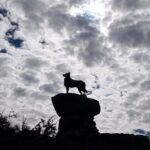 Christchurch to Tekapo Small-Group Tour (one-way) - The Comfort of the Transportation and Group Size