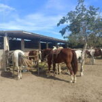 City Tour & Beach Club All Inclusive HorseBack Ride Sports - Who Would Love This Tour?