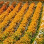 Classic Wanaka Wine Tour - FAQ