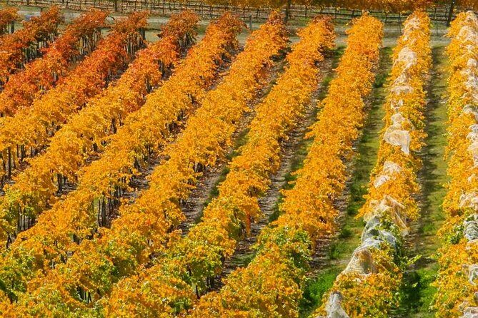 Classic Wanaka Wine Tour - FAQ