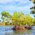 Clear Kayak Eco Tour in Jupiter, Florida - Wildlife Encounters: What’s Likely and What’s Not