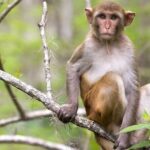 Clear Kayak or Paddleboard Manatee Adventure - What Travelers Are Saying