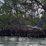 Clear Kayak RentalPeanut Island/West Palm Beach - The Practical Details