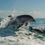 Clearwater Beach: Dolphin Excursion - Flippers Fun Boat - Tour Itinerary and Experience Breakdown