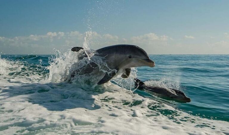 Clearwater Beach: Dolphin Excursion - Flippers Fun Boat - Tour Itinerary and Experience Breakdown