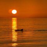 Clearwater Beach: Dolphin-Watching Sunset Cruise - The Itinerary and Experience Breakdown