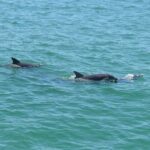 Clearwater: Cruise with Guaranteed Dolphin Sightings - The Experience and Group Dynamics