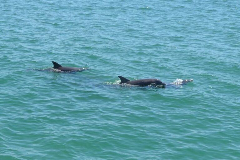 Clearwater: Cruise with Guaranteed Dolphin Sightings - The Experience and Group Dynamics