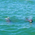 Clearwater: Dolphin Cruise with an Island Adventure - Exploring Compass Island