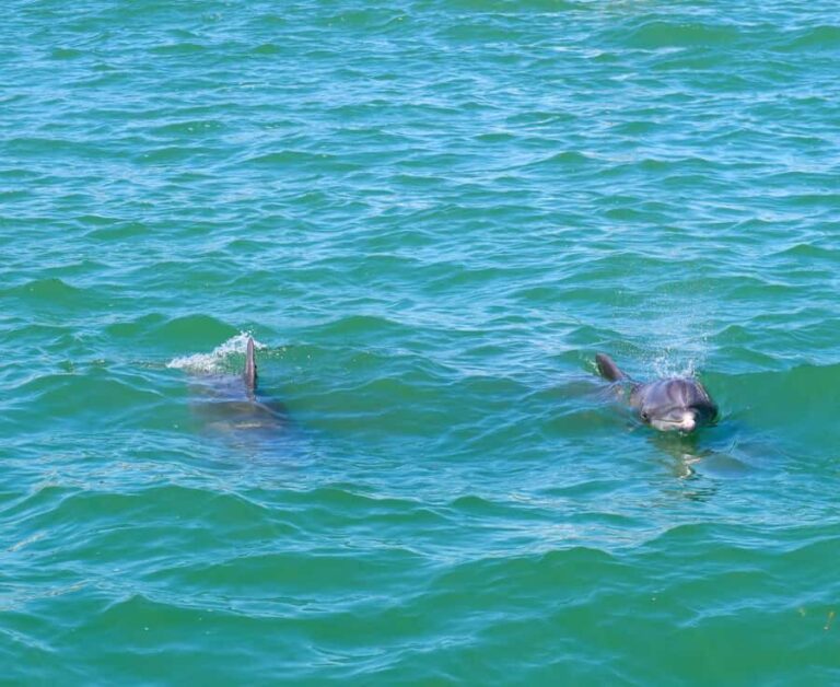 Clearwater: Dolphin Cruise with an Island Adventure - Exploring Compass Island