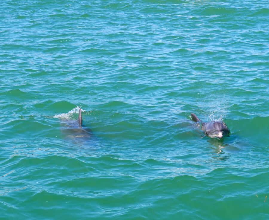 Clearwater: Dolphin Cruise with an Island Adventure - Exploring Compass Island