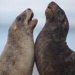 Clearwater Wildlife Tours (small group 10max) Otago Peninsula - The Experience in Detail