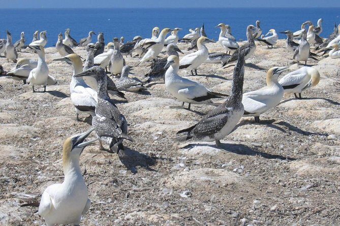 Coast to Coast Private Eco Tour - Why This Tour Is Worth Considering