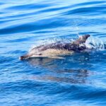 Coastal 2.5-hour Adventure Boat Tour from Newcastle - What’s Not Perfect