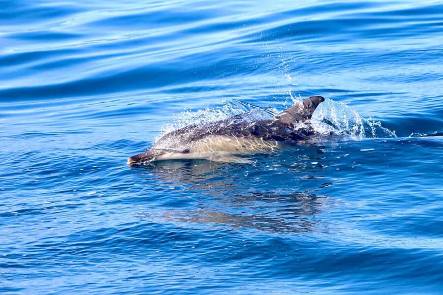 Coastal 2.5-hour Adventure Boat Tour from Newcastle - What’s Not Perfect