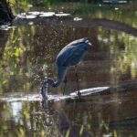 Coba and Punta Laguna Guided Birdwatching Private Tour - Practical Details You Should Know