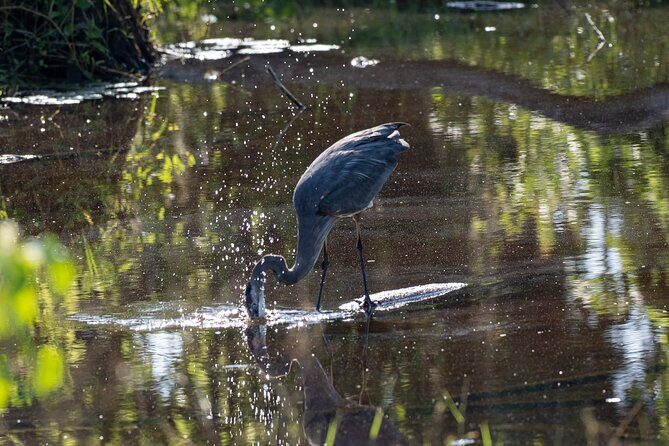 Coba and Punta Laguna Guided Birdwatching Private Tour - Practical Details You Should Know