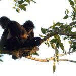 Coba Ruins, Punta Laguna Nature Reserve, Cenote and Mayan family - Evaluating the Cost and Overall Value