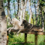 Cochrane: Yamnuska Wolfdog Sanctuary Tour - The Guides and Their Knowledge