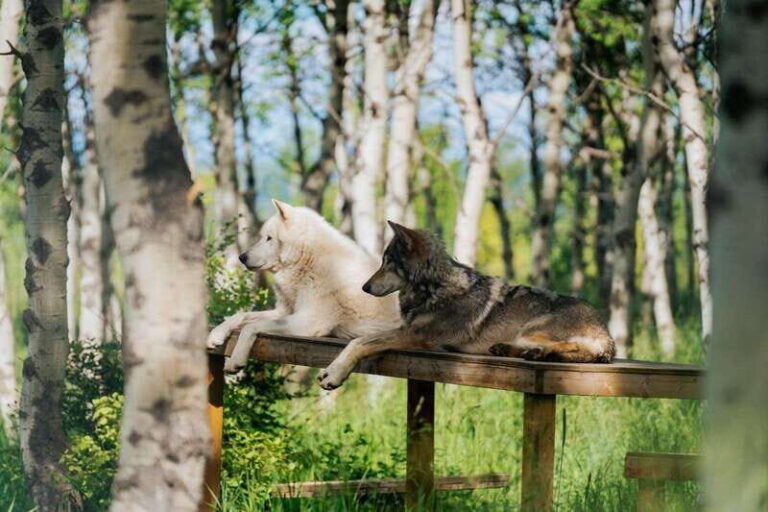 Cochrane: Yamnuska Wolfdog Sanctuary Tour - The Guides and Their Knowledge
