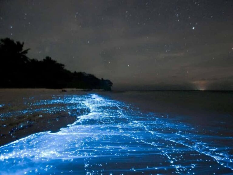 Cocoa Beach: Clear Kayak Bioluminescence Tour - The Experience in Detail