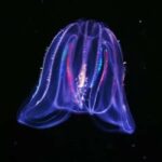 Cocoa Beach: Clear Kayak Sunset & Bioluminescence Tour - Who Is This Tour Best For?