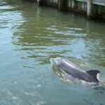 Cocoa Beach Dolphin and Wildlife Tour - What Makes This Tour Stand Out?
