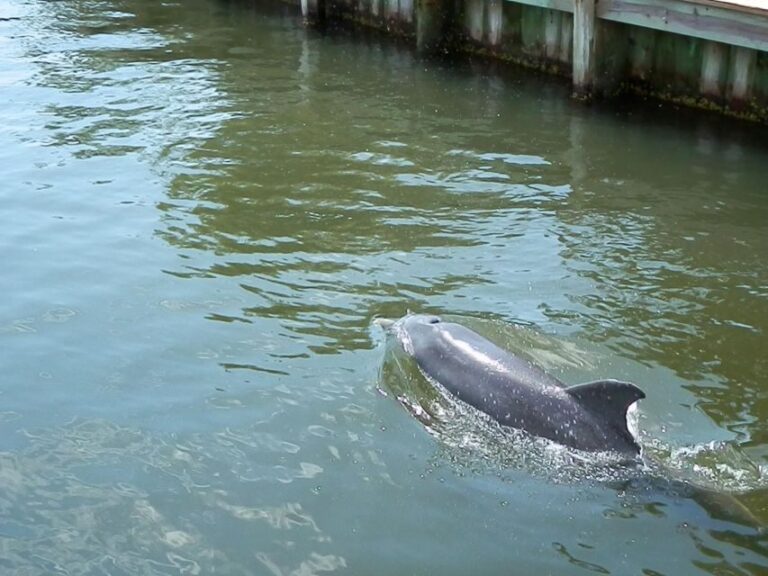 Cocoa Beach Dolphin and Wildlife Tour - What Makes This Tour Stand Out?