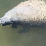 Cocoa Beach: Dolphin & Manatee Pontoon Cruise - Final Thoughts