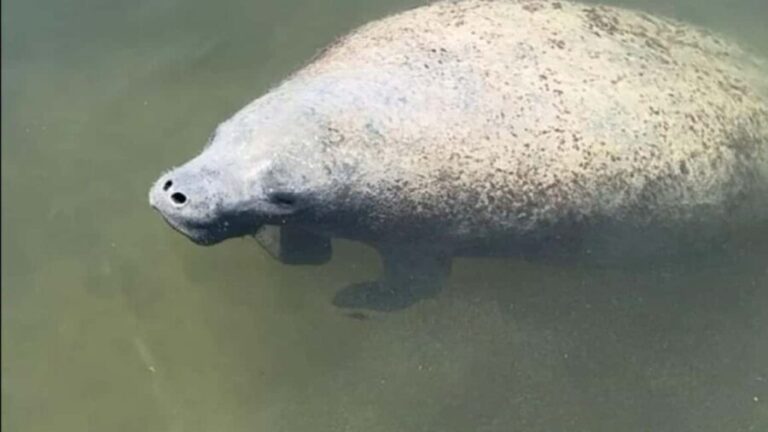 Cocoa Beach: Dolphin & Manatee Pontoon Cruise - Final Thoughts