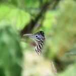 Colima Volcano Birdwatching Tour - Why This Tour Could Be a Great Choice