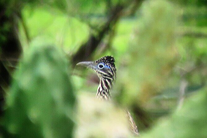 Colima Volcano Birdwatching Tour - Why This Tour Could Be a Great Choice