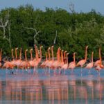 Coloradas Pink Lagoon Adventure from Playa del Carmen and Riviera Maya - Final Thoughts