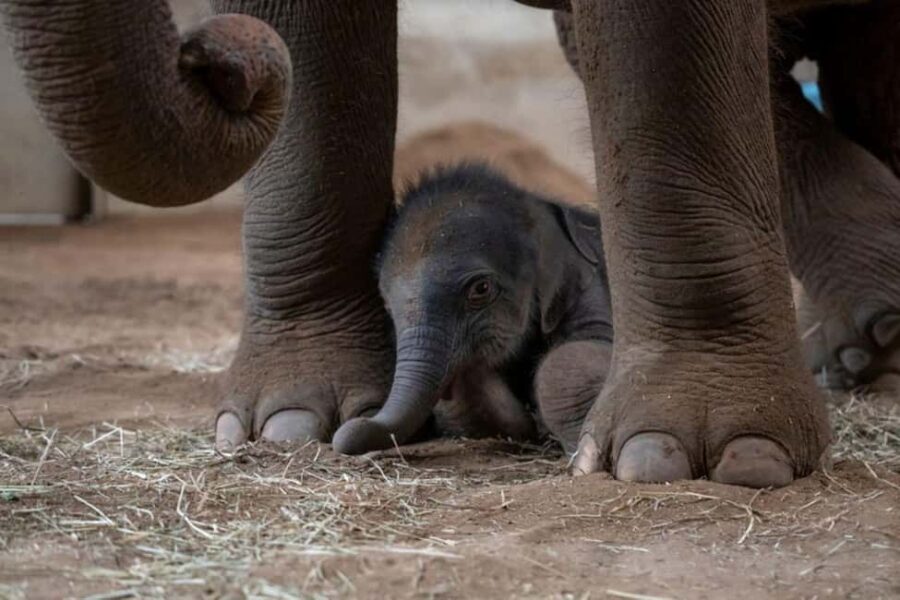 Columbus, OH: Columbus Zoo and Aquarium Entry Ticket - What You Can Expect During Your Visit