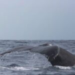 Combo Tour: Whale Watching, Shopping and Beach Time - Group Size and Booking