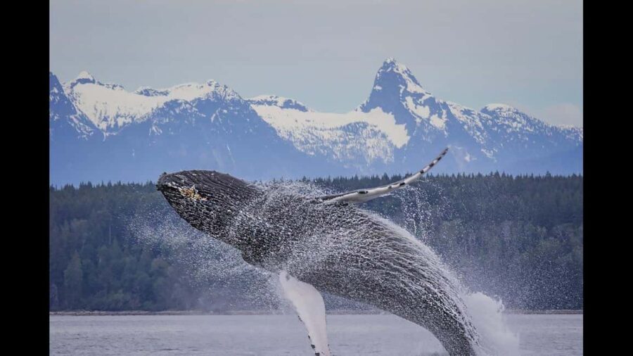 Comox: 4 Hour Whale and Wildlife Watching Tour - The Itinerary in Detail