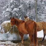 Connect with Rescue Animals on a Private Farm Tour in Catskills - Price and Value: Is It Worth It?