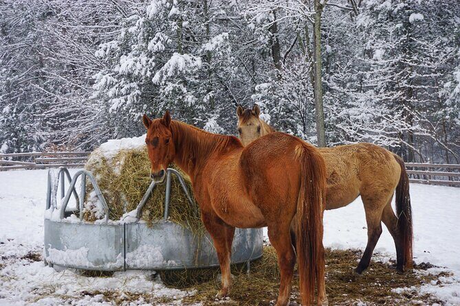 Connect with Rescue Animals on a Private Farm Tour in Catskills - Price and Value: Is It Worth It?