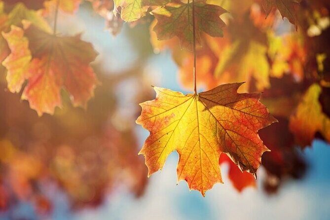 Connecticut Maple Foliage 1 Day Tour From New York - The Experience on the Road