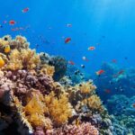 Contoy Adventure! Ixlache Reef Snorkel from Playa del Carmen - The Itinerary: What You Actually Do